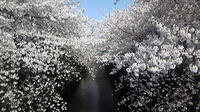 目黒川桜.jpgのサムネイル画像